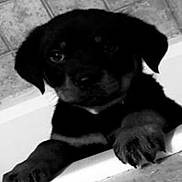 Roxie joined the competition — help win amazing prizes! puppy, dog, black_and_white, close_up, pet, animal, cute, curious, paws, face, young, indoors, tile, fur, looking, portrait, playful, canine, small, adorable