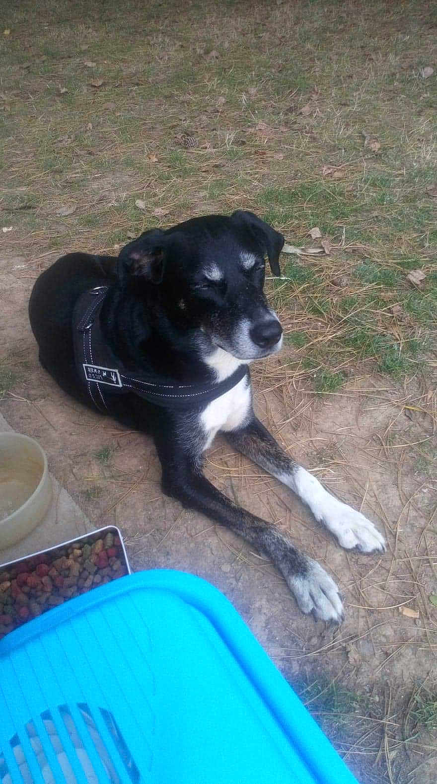 Sissi a rejoint le concours — aidez-le/la à gagner de superbes lots ! dog, black_and_white, outdoor, grass, dirt, pet_food, bowl, relaxed, canine, animal, lying_down, collar, harness, daylight, nature, paws, snout, ears, ground, container