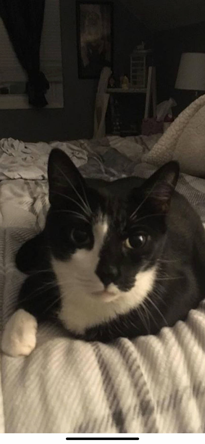 Figaro joined the competition — help win amazing prizes! aegean_cat, american_wirehair, asian, black_and_white, black_cat, carnivore, cat, domestic_short_haired_cat, european_shorthair, felidae, fur, kitten, mammal, ojos_azules, polydactyl_cat, small_to_medium_sized_cats, snout, whiskers