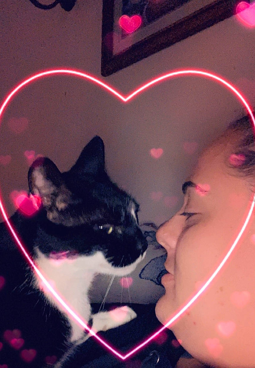 Figaro joined the competition — help win amazing prizes! black_hair, cat, ear, felidae, human_body, kitten, love, magenta, mouth, nose, organ, photography, pink, small_to_medium_sized_cats, whiskers