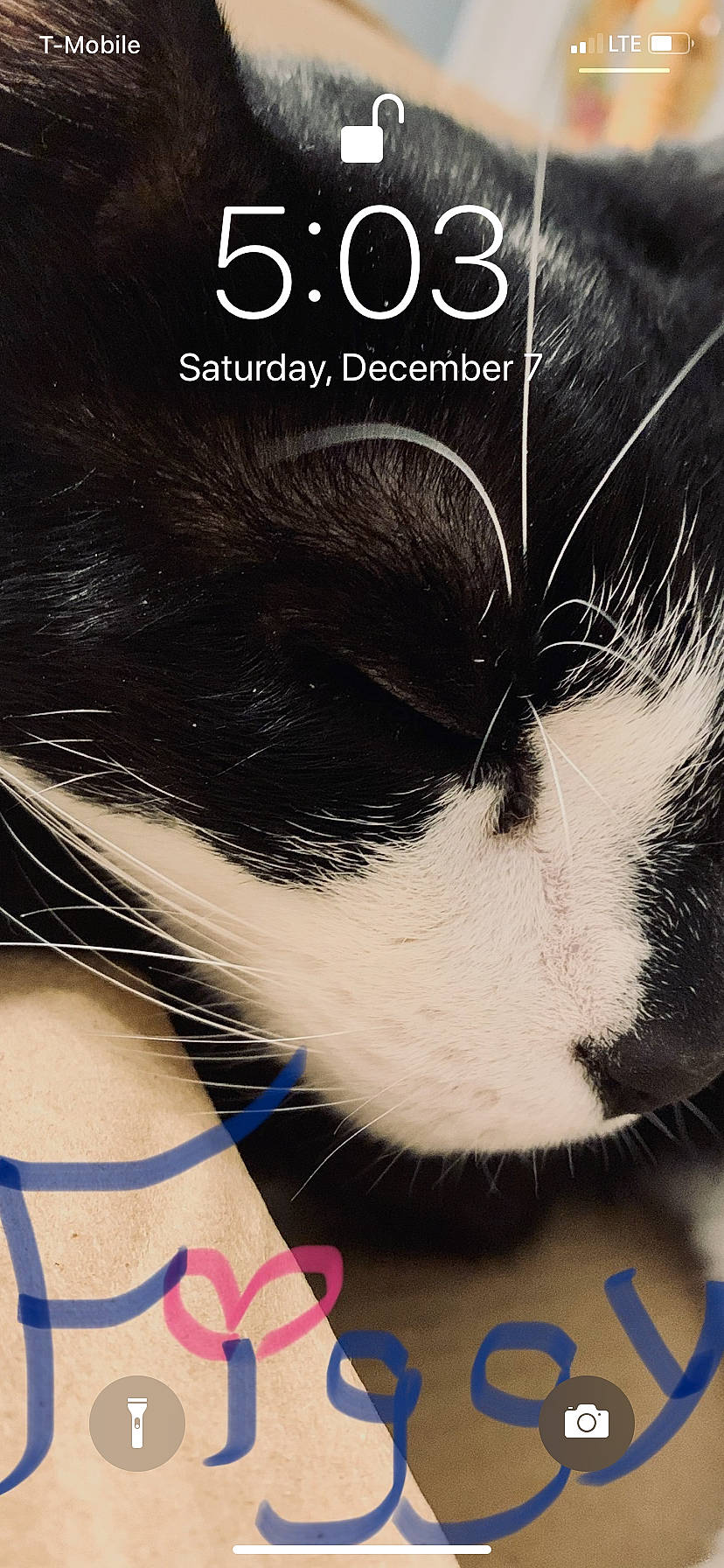 Figaro joined the competition — help win amazing prizes! black_and_white, black_hair, cat, ear, eyebrow, eyelash, font, fur, hair, nose, photo_caption, tail, whiskers