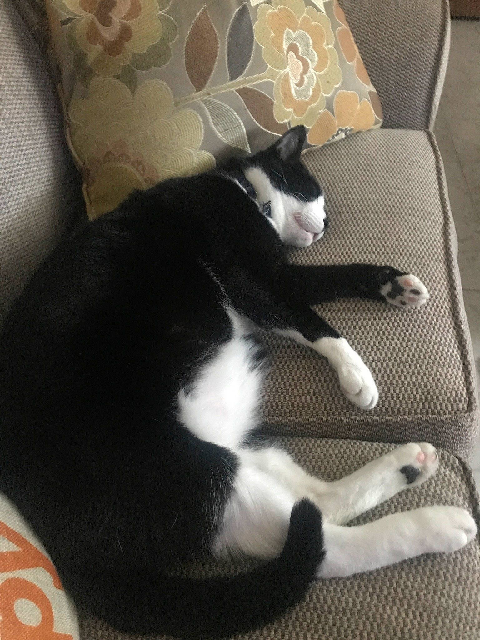 Figaro joined the competition — help win amazing prizes! black_cat, canidae, carnivore, cat, comfort, ear, felidae, fur, kitten, leg, linens, paw, small_to_medium_sized_cats, tail, whiskers