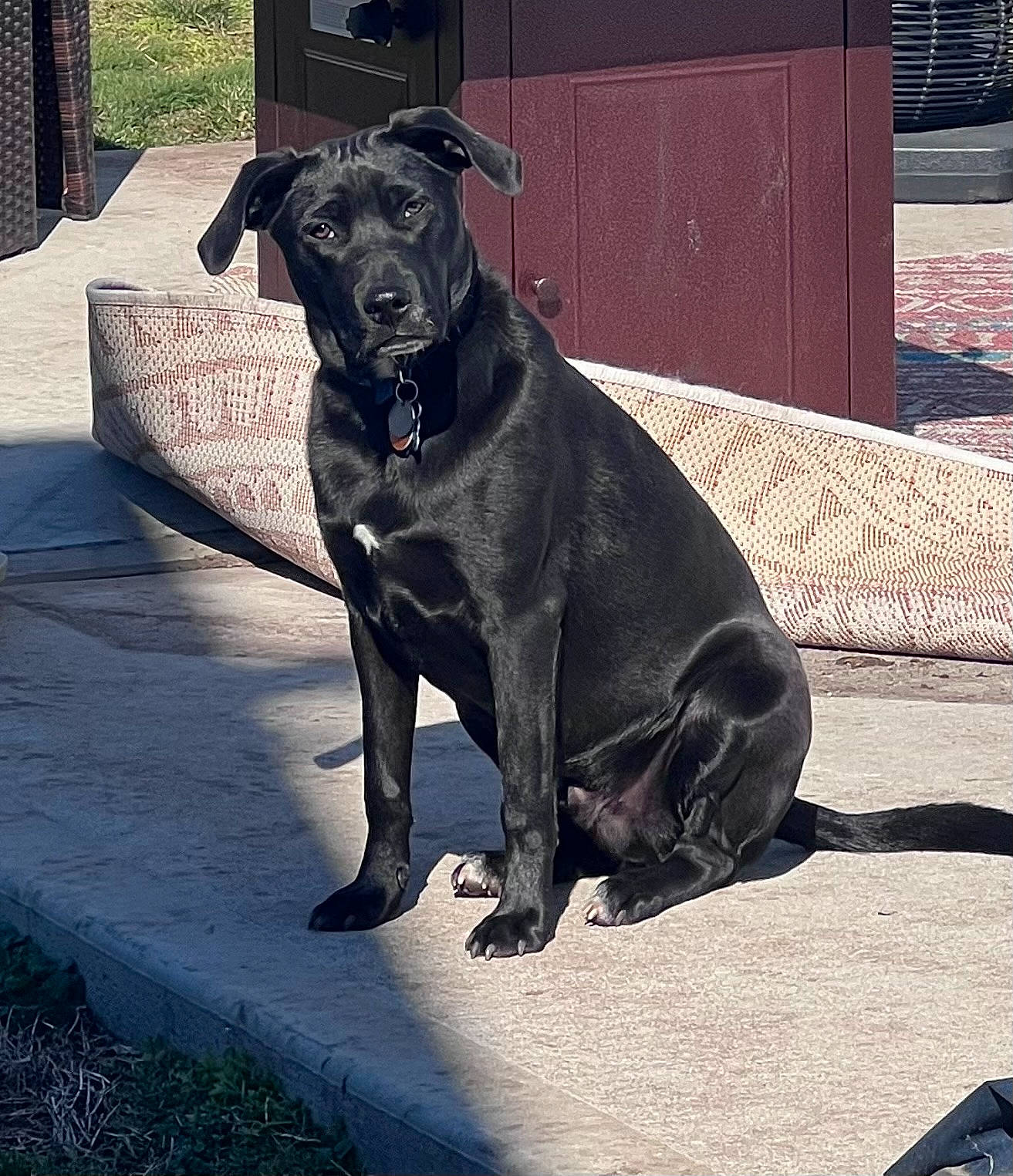 Jaxon joined the competition — help win amazing prizes! borador, canidae, carnivore, collar, companion_dog, dog, dog_breed, dog_collar, fashion_accessory, fawn, gun_dog, leash, liver, pet_supply, road_surface, snout, sporting_group, tail, toy_dog, working_animal