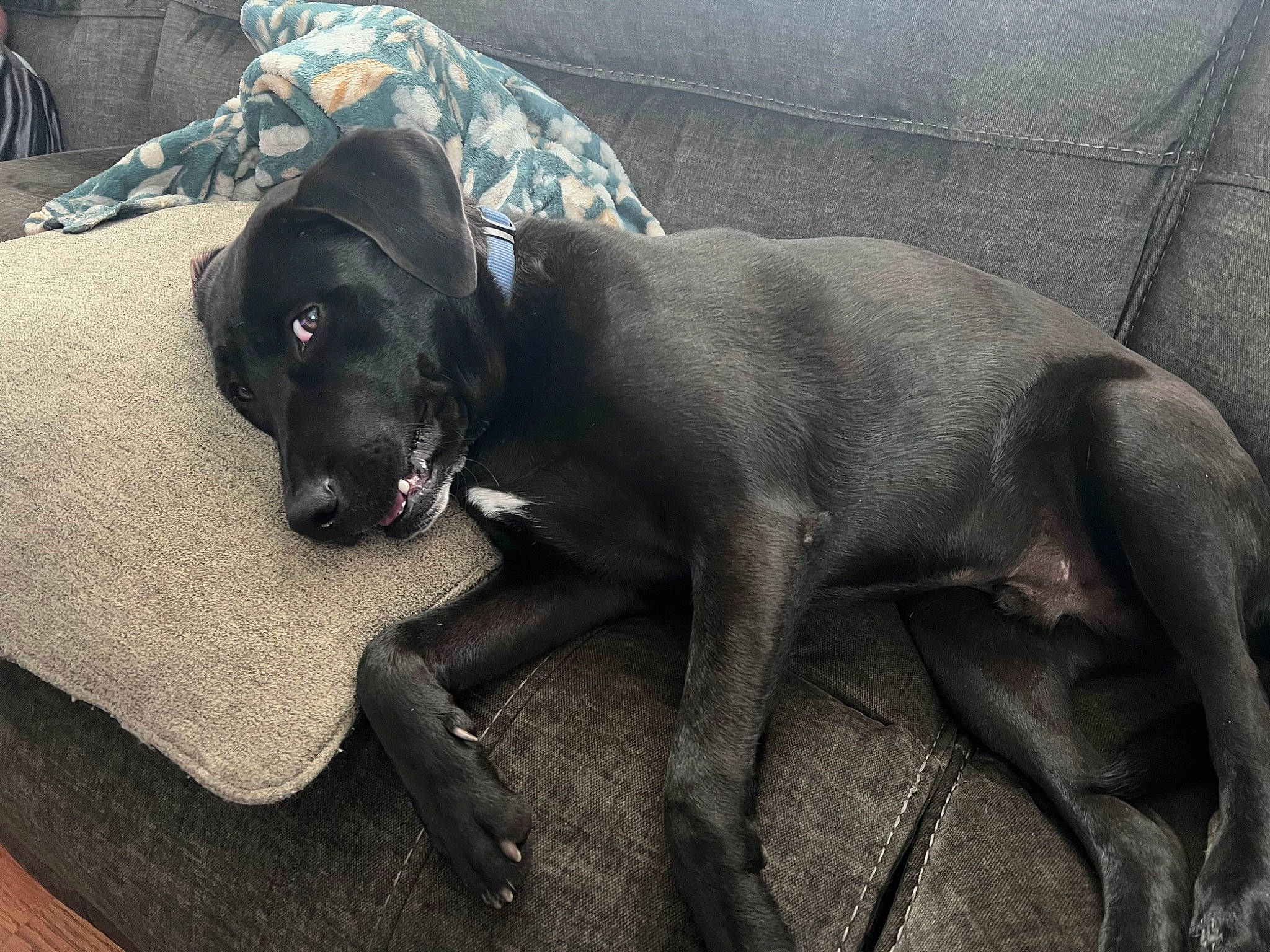 Jaxon joined the competition — help win amazing prizes! borador, canidae, carnivore, collar, comfort, companion_dog, dog, dog_breed, dog_collar, fawn, fur, grey, guard_dog, gun_dog, snout, sporting_group, tail, terrestrial_animal, whiskers, working_animal