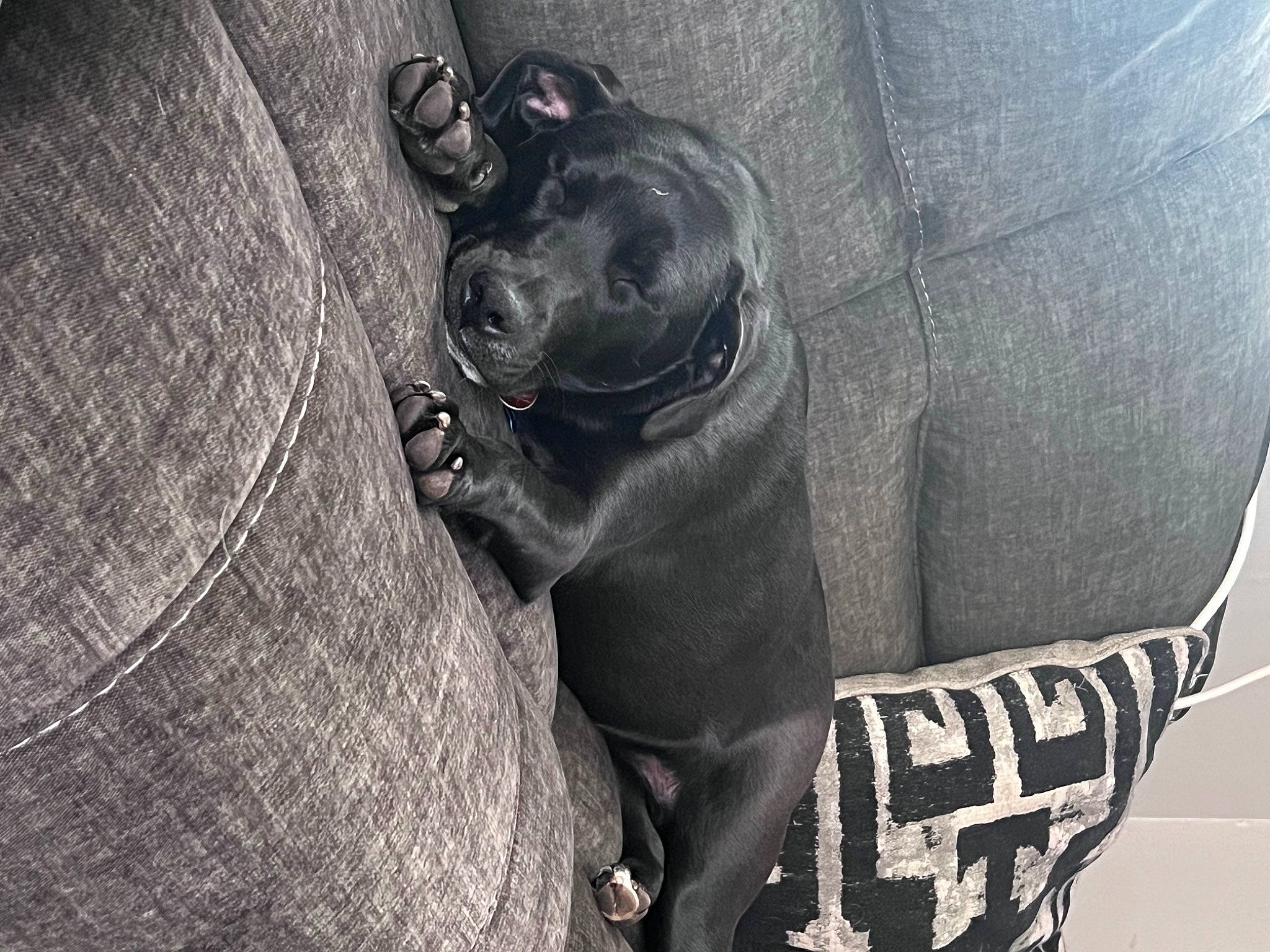 Jaxon joined the competition — help win amazing prizes! art, automotive_tire, elephant, elephants_and_mammoths, font, grey, hood, metal, monochrome, monochrome_photography, personal_protective_equipment, recreation, sculpture, snout, stock_photography, style, terrestrial_animal, wildlife, working_animal, wrinkle