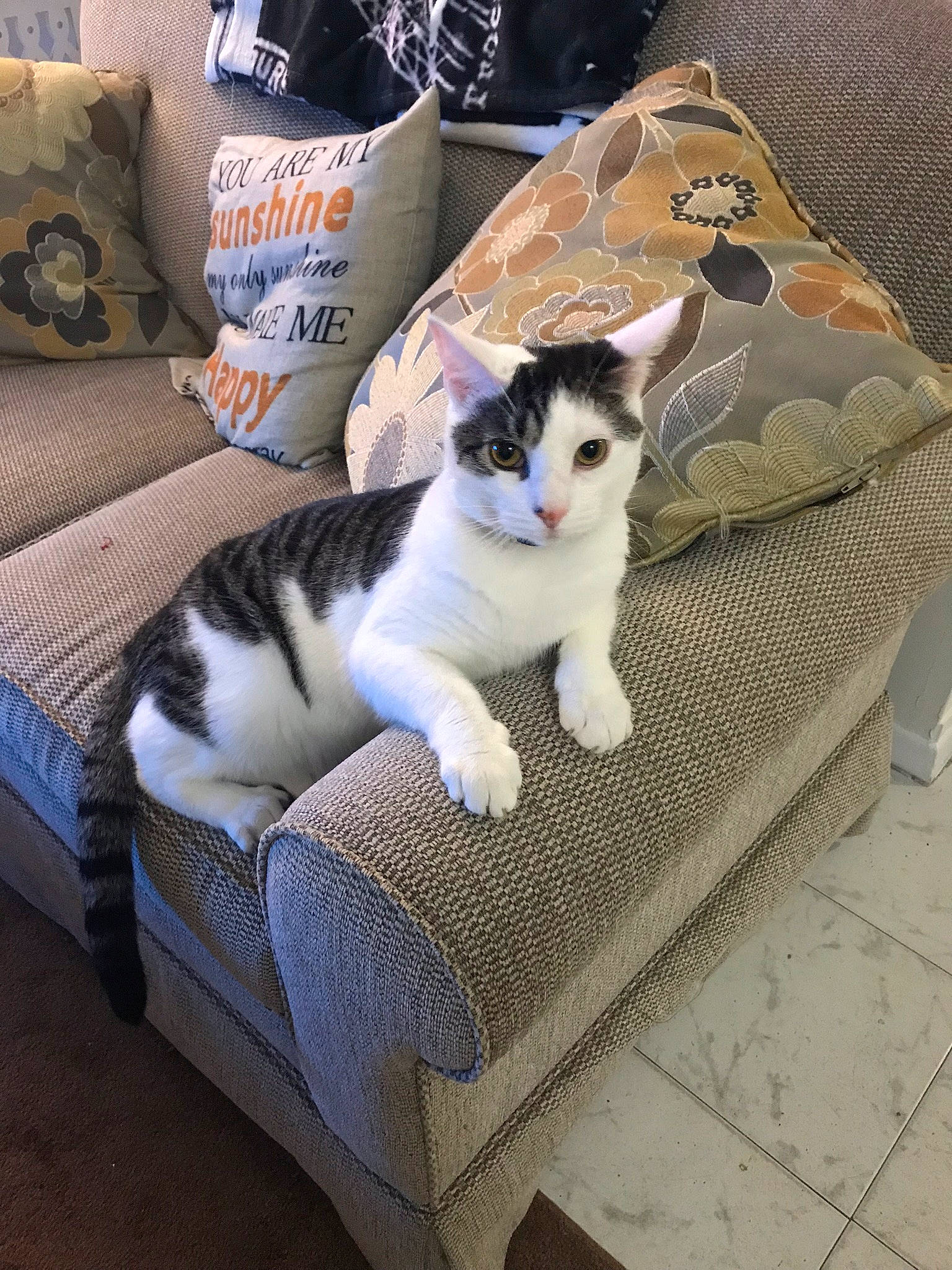 Gizmo is registered to the contest to win money with this photo: aegean_cat, american_wirehair, carnivore, cat, domestic_short_haired_cat, european_shorthair, felidae, fur, furniture, kitten, leg, linens, polydactyl_cat, small_to_medium_sized_cats, table, tail, whiskers