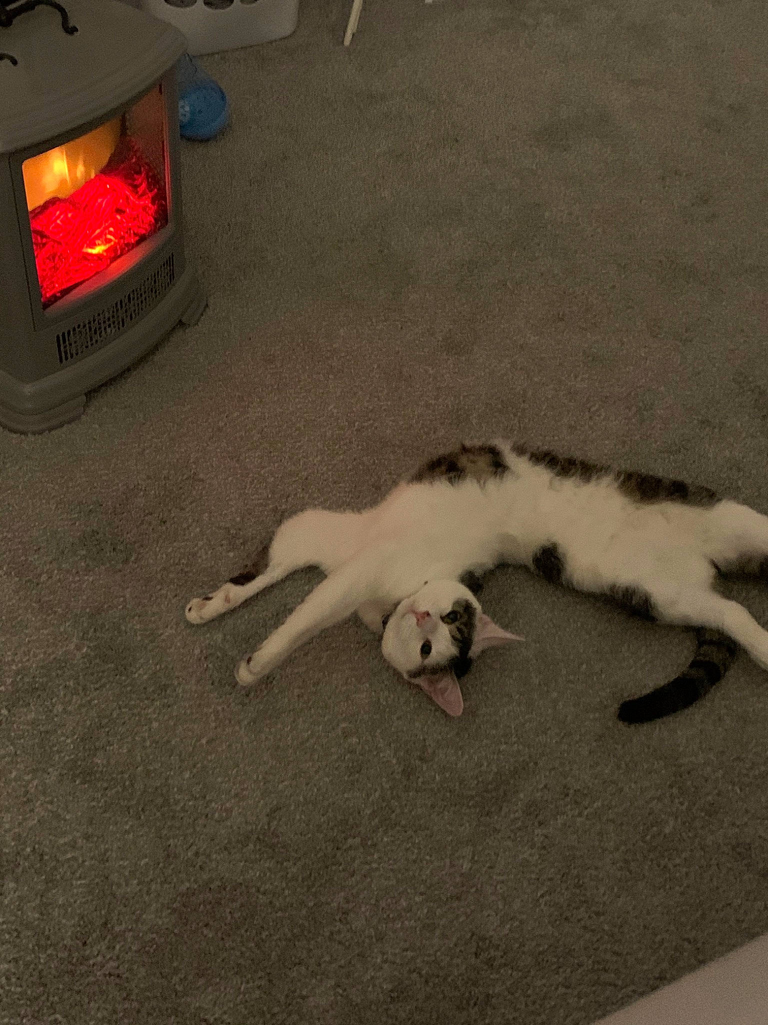 Gizmo is registered to the contest to win money with this photo: canidae, carnivore, cat, dog, dog_breed, fawn, felidae, floor, paw, small_to_medium_sized_cats, sporting_group, tail