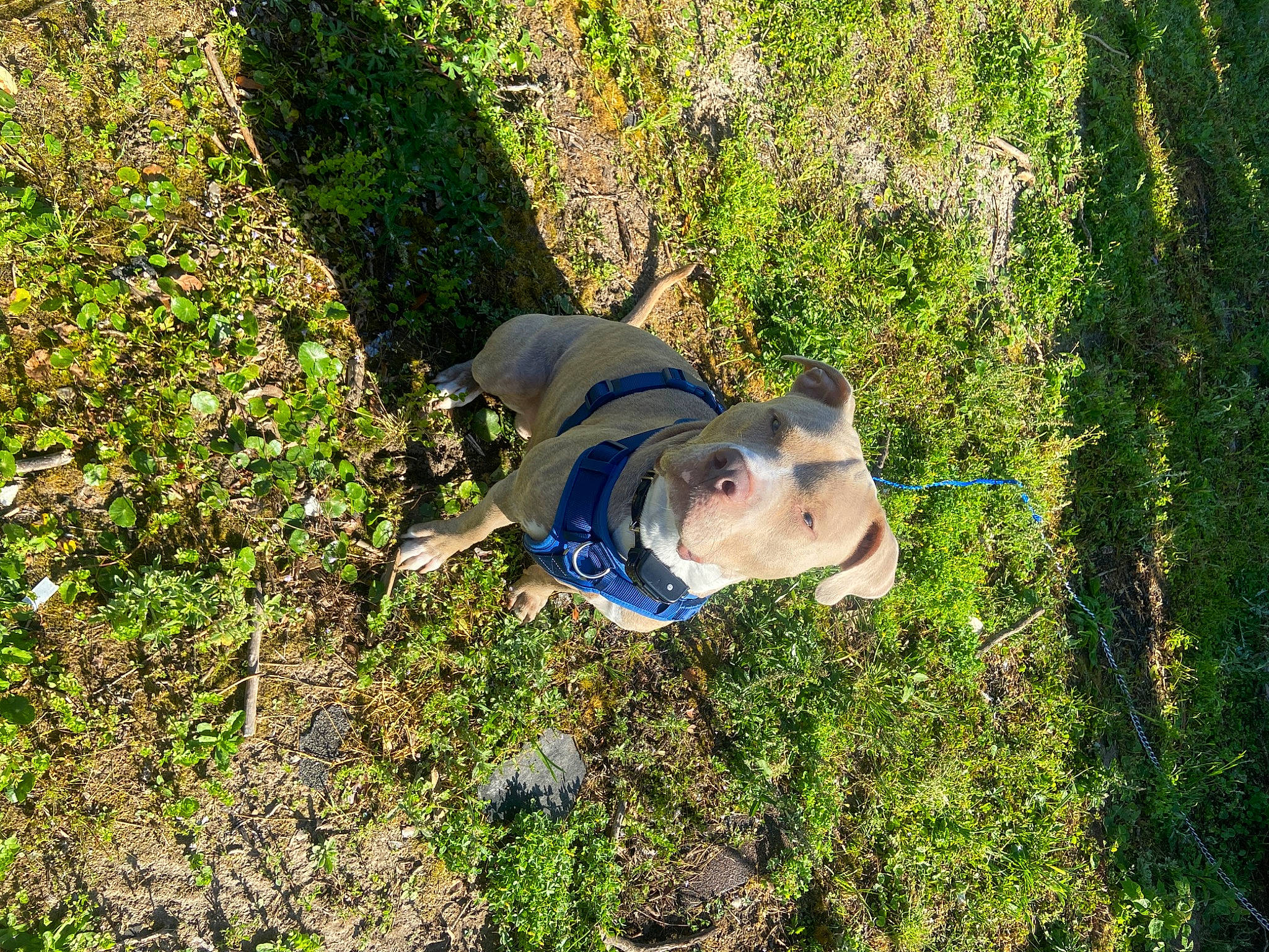 Junior is registered to the contest to win money with this photo: carnivore, companion_dog, dog, dog_breed, electric_blue, fawn, grass, grass_family, groundcover, landscape, leisure, people_in_nature, plant, recreation, shadow, shrub, soil, tree, woody_plant, working_animal