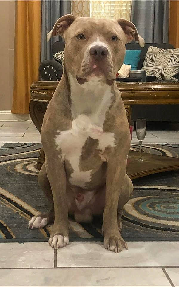 Junior is registered to the contest to win money with this photo: ancient_dog_breeds, box, carnivore, companion_dog, curtain, dog, dog_breed, fawn, flooring, liver, molosser, non_sporting_group, snout, sporting_group, terrestrial_animal, whiskers, window, wood, working_animal, working_dog