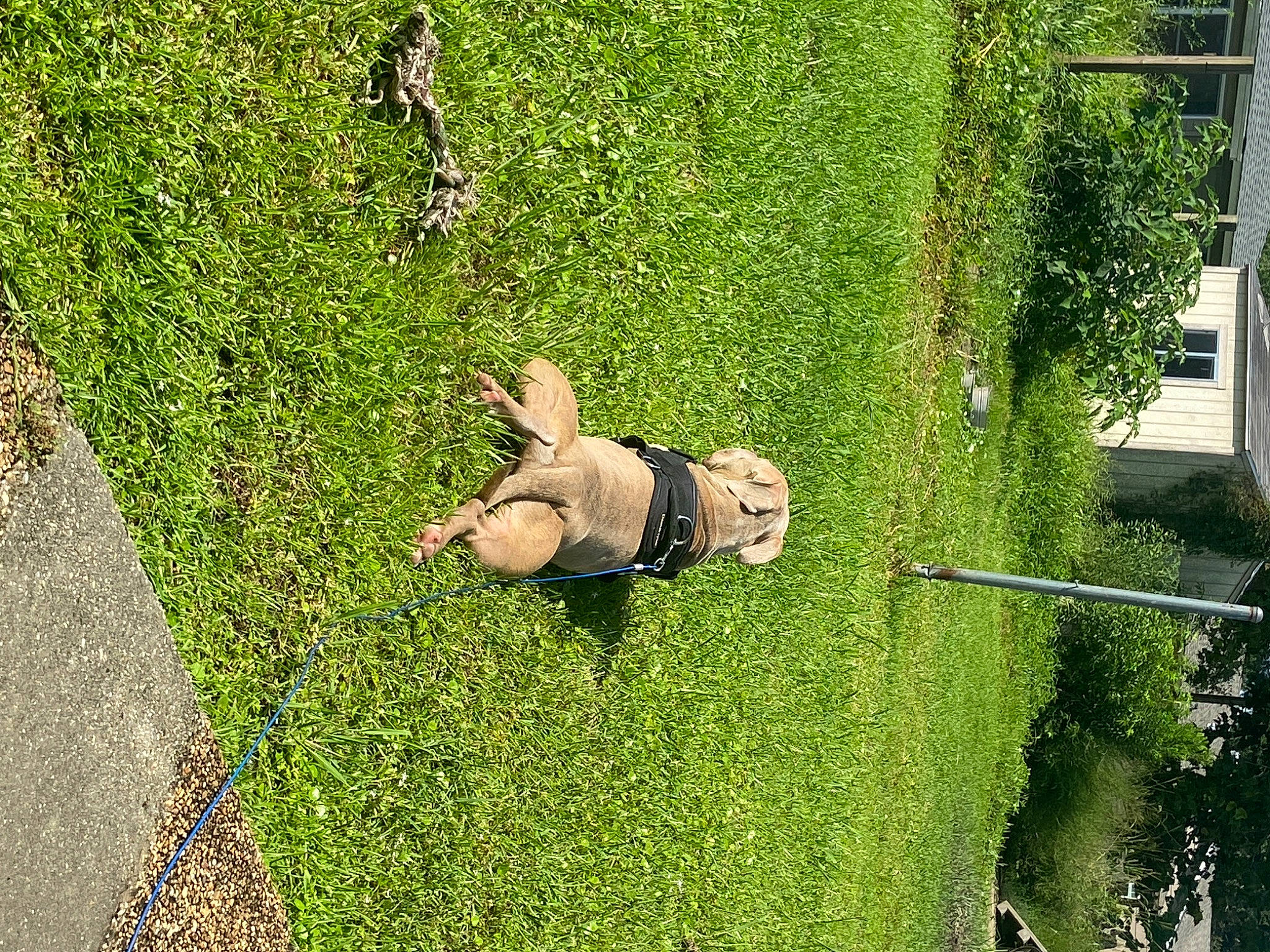 Junior is registered to the contest to win money with this photo: art, biome, fun, garden, grass, grass_family, grassland, groundcover, hedge, land_lot, landscape, lawn, leaf, leisure, meadow, people_in_nature, plant, shrub, tree, vegetation