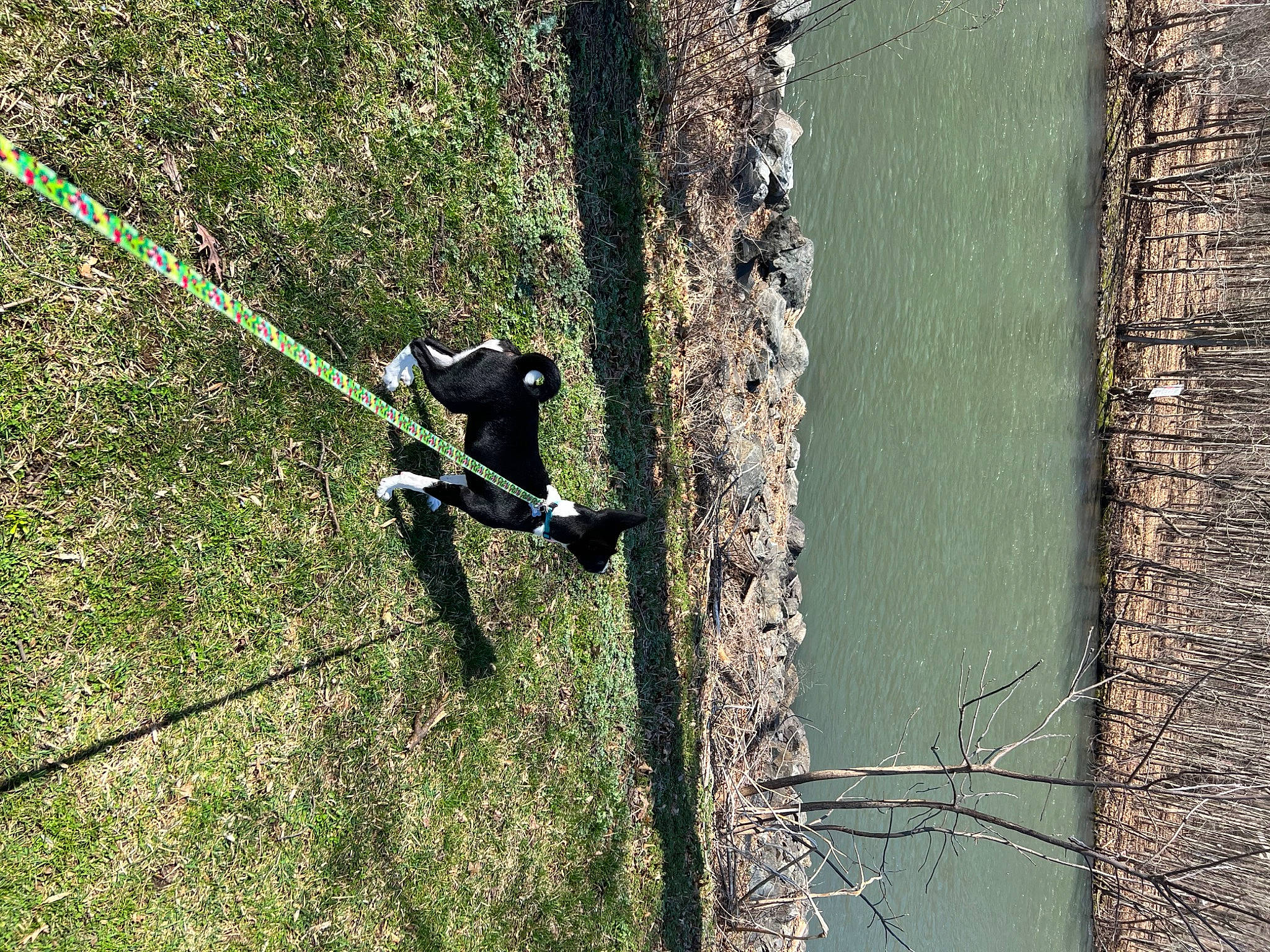 Lucy Belle joined the competition — help win amazing prizes! adventure, biome, branch, climbing_harness, forest, grass, lake, leisure, outdoor_shoe, plant, recreation, reflection, rock_climbing_equipment, rope, slope, tree, trunk, water, wood, woody_plant