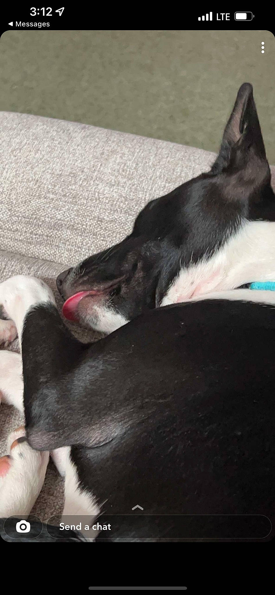 Lucy Belle joined the competition — help win amazing prizes! canidae, carmine, carnivore, collar, comfort, companion_dog, dog, dog_breed, dog_collar, fur, grey, human_leg, non_sporting_group, paw, snout, sporting_group, tail, terrestrial_animal, whiskers, working_animal