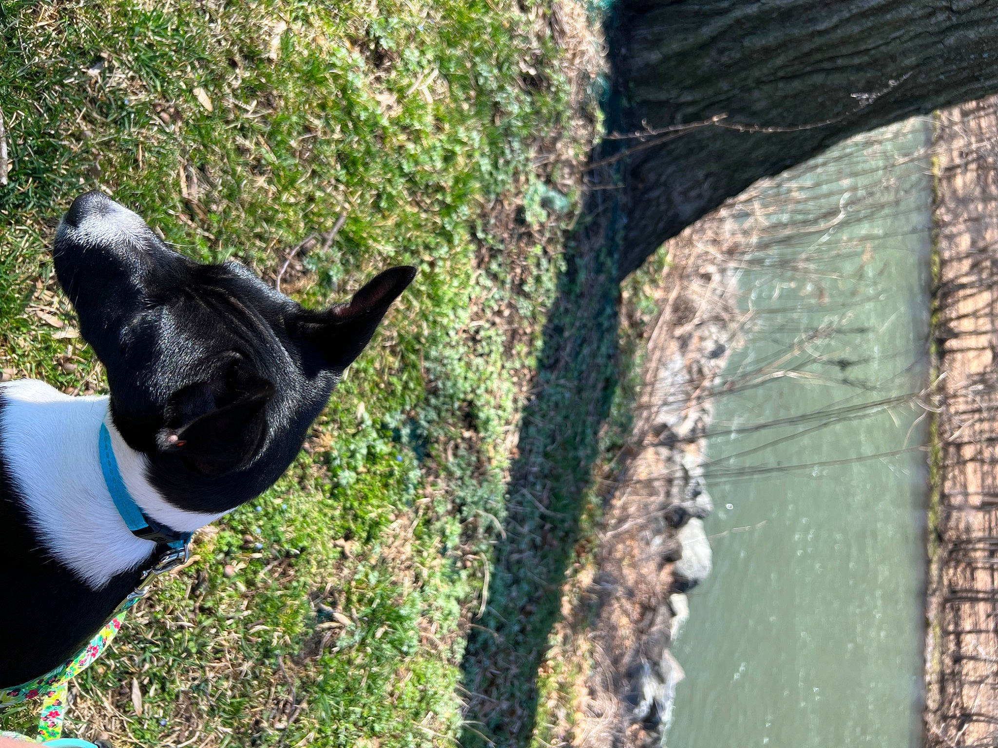 Lucy Belle joined the competition — help win amazing prizes! canidae, carnivore, collar, companion_dog, dog, dog_breed, dog_collar, electric_blue, fawn, grass, plant, shadow, snout, sporting_group, tail, terrestrial_animal, tree, trunk, wood, working_animal