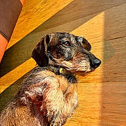 Iggy participe au concours pour gagner de l'argent avec cette photo : dog, dachshund, wire_haired, pet, animal, wooden_floor, sunlight, shadow, brown, fur, collar, indoor, relaxing, close_up, side_view, cute, small_dog, texture, warm_light, resting
