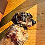 dog, dachshund, wire_haired, pet, animal, wooden_floor, sunlight, shadow, brown, fur, collar, indoor, relaxing, close_up, side_view, cute, small_dog, texture, warm_light, resting