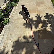 Opie a rejoint le concours — aidez-le/la à gagner de superbes lots ! animal, black_cat, cat, daylight, flowers, garden_bed, grass, greenery, harness, leash, nature, outdoor, pet, plants, shadow, shadows, sidewalk, stone_path, sunlight, walking