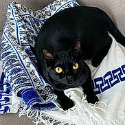 Opi participe au concours pour gagner de l'argent avec cette photo : animal, black_cat, blanket, cat, close_up, couch, cozy, domestic_animal, ears, feline, fringe, fur, indoor, looking_up, patterned_blanket, pet, relaxed, resting, whiskers, yellow_eyes