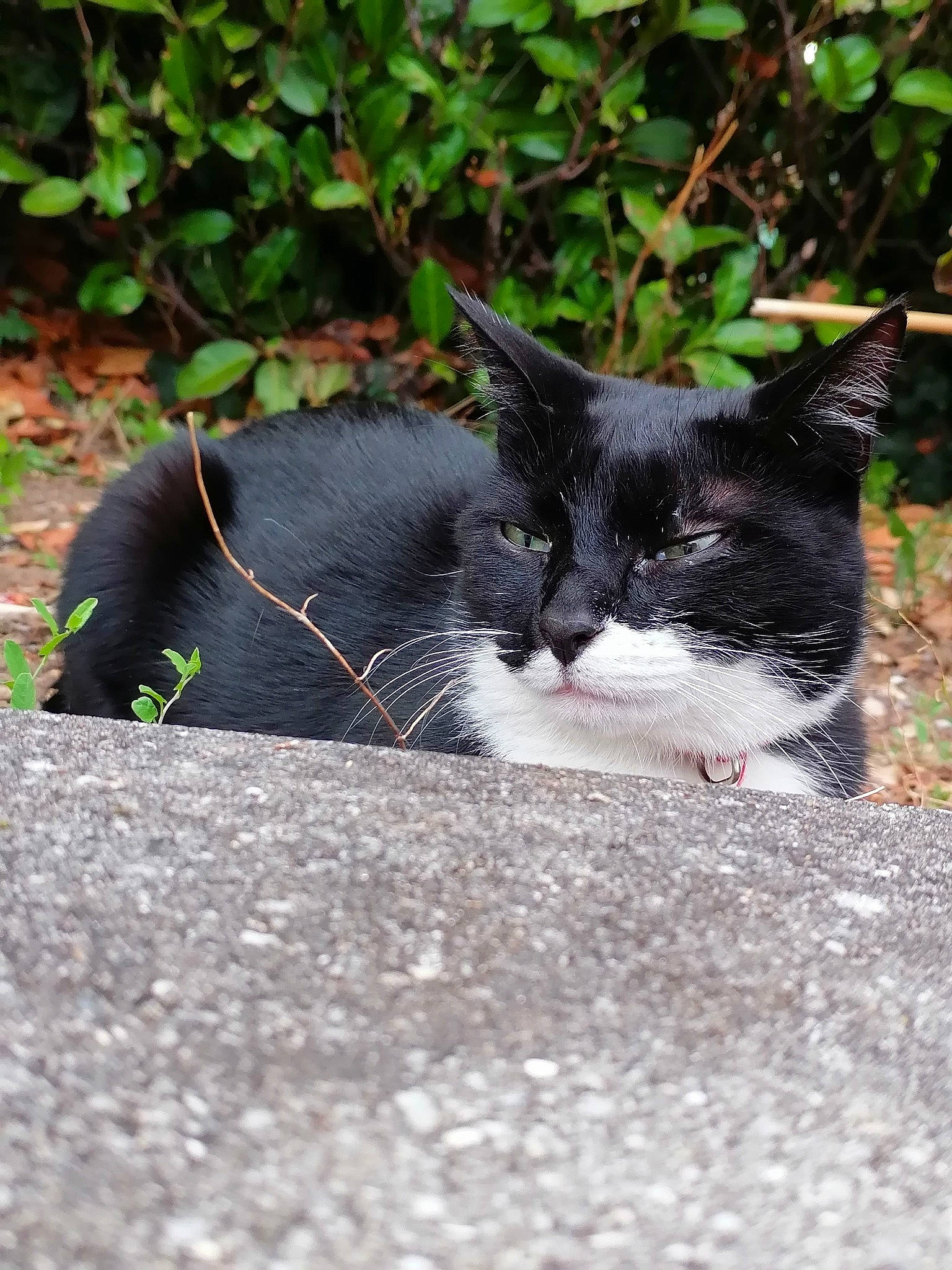 Marinette a rejoint le concours — aidez-le/la à gagner de superbes lots ! asphalt, black_cat, carnivore, cat, claw, domestic_short_haired_cat, felidae, foot, fur, grass, grey, groundcover, paw, plant, road_surface, small_to_medium_sized_cats, snout, tail, terrestrial_animal, whiskers