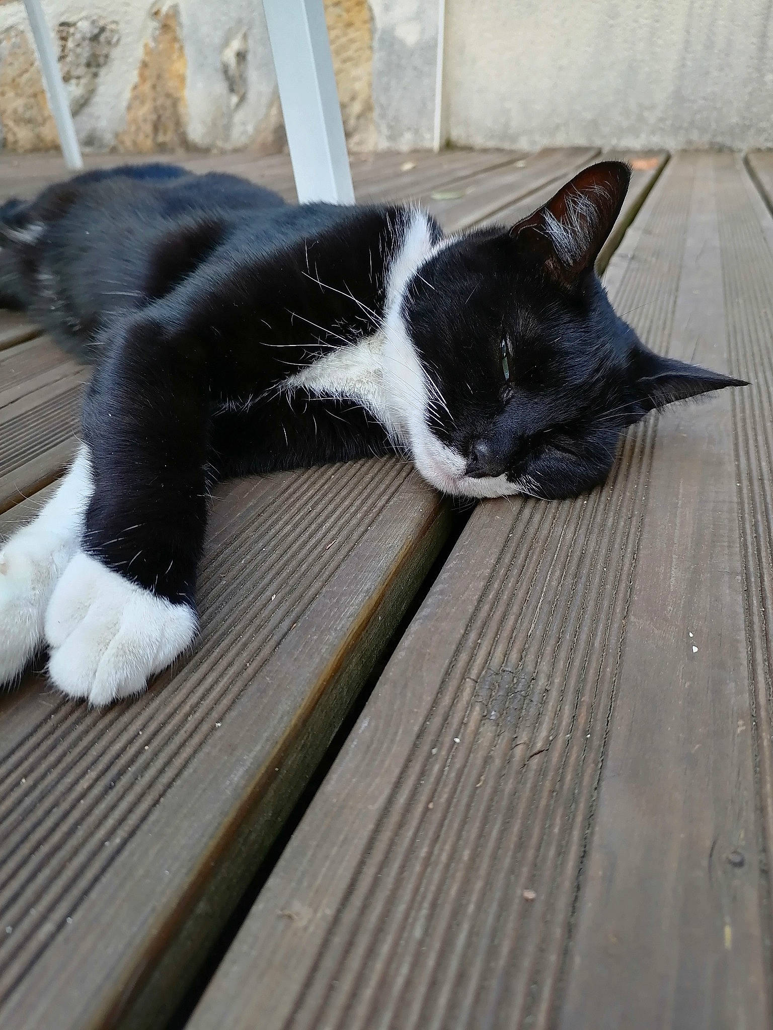 Marinette participe au concours pour gagner de l'argent avec cette photo : canidae, carnivore, cat, comfort, dog_breed, domestic_short_haired_cat, felidae, flooring, foot, fur, grey, hardwood, plank, small_to_medium_sized_cats, snout, sporting_group, tail, terrestrial_animal, whiskers, wood