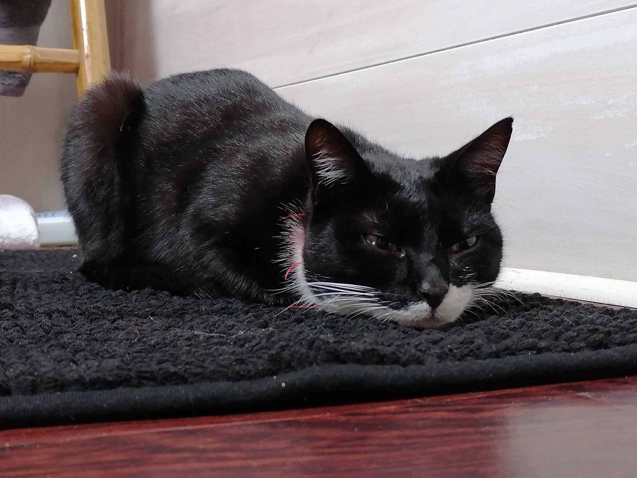 Marinette a rejoint le concours — aidez-le/la à gagner de superbes lots ! black_cat, carnivore, cat, comfort, domestic_short_haired_cat, felidae, flooring, fur, grey, hardwood, mammal, monochrome_photography, paw, small_to_medium_sized_cats, tail, vertebrate, whiskers, wood