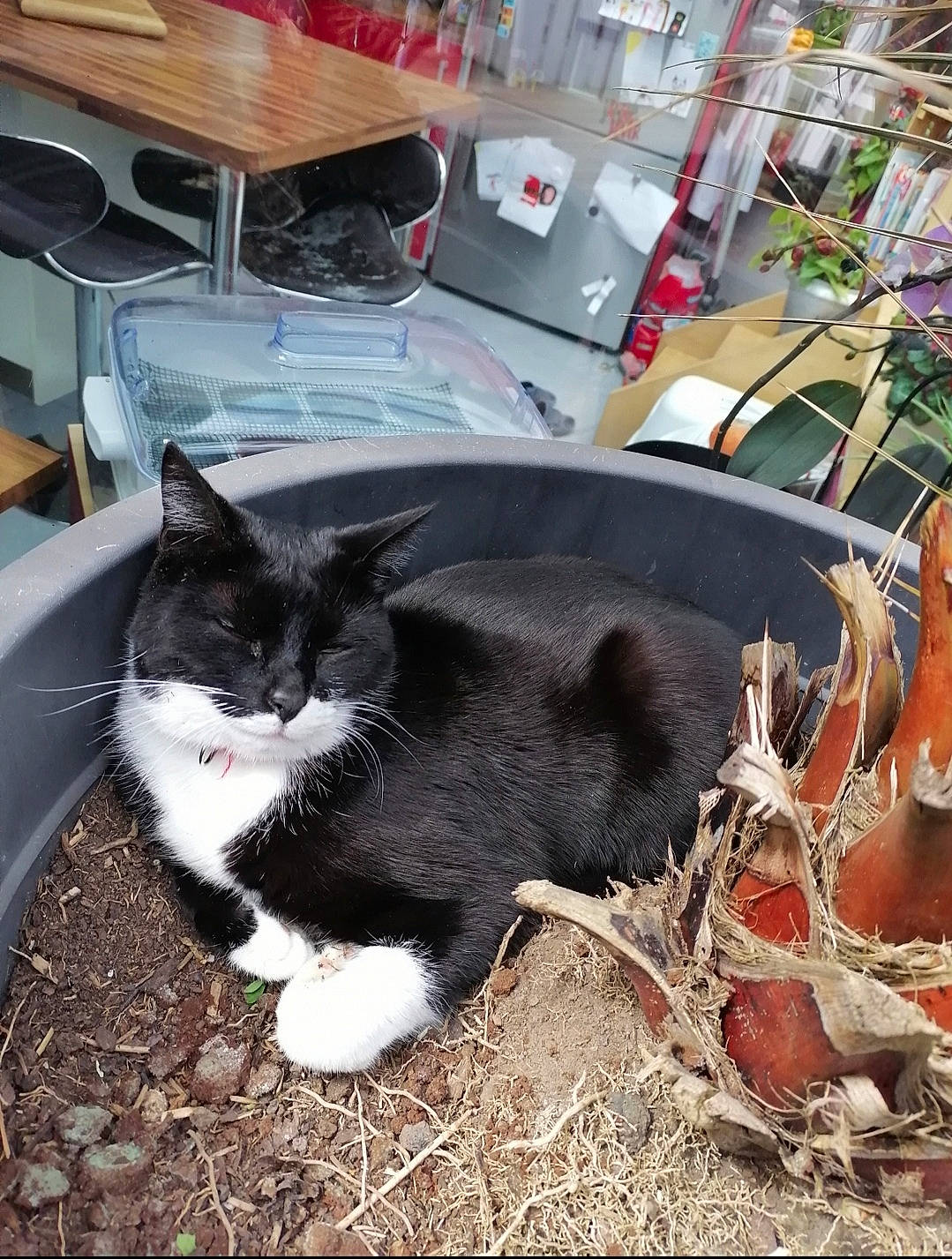 Marinette a rejoint le concours — aidez-le/la à gagner de superbes lots ! black_cat, box, canidae, carnivore, cat, chair, domestic_short_haired_cat, felidae, fur, grass, houseplant, plant, small_to_medium_sized_cats, snout, sporting_group, table, tail, tree, whiskers