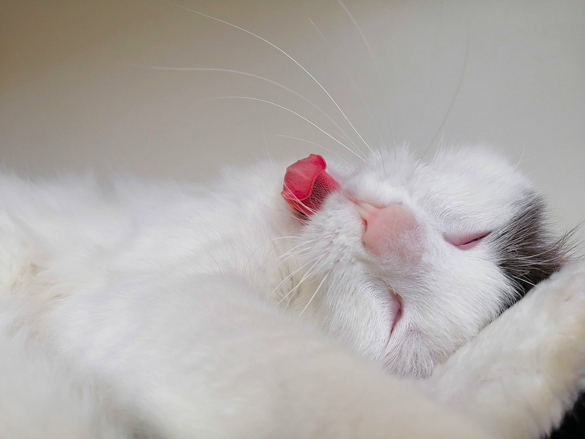 Bibou participe au concours pour gagner de l'argent avec cette photo : carmine, carnivore, cat, claw, comfort, domestic_short_haired_cat, ear, eye, eyelash, fang, felidae, foot, fur, paw, small_to_medium_sized_cats, snout, tail, whiskers