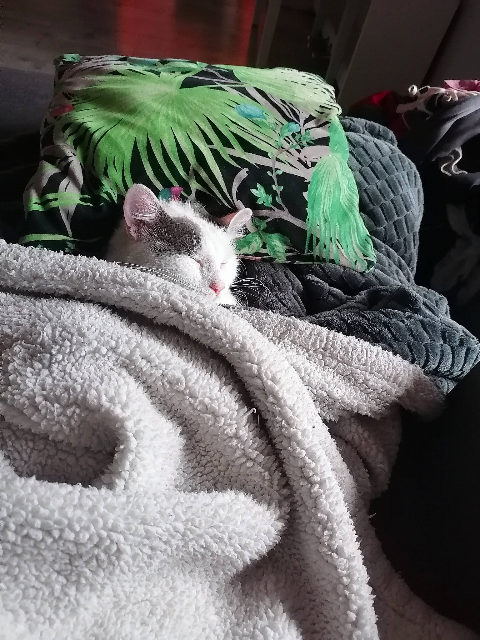 Bibou participe au concours pour gagner de l'argent avec cette photo : bed_sheet, bedding, carnivore, cat, comfort, domestic_short_haired_cat, feather, felidae, fur, grey, linens, nap, pattern, small_to_medium_sized_cats, snout, tail, thread, whiskers, wool, woolen