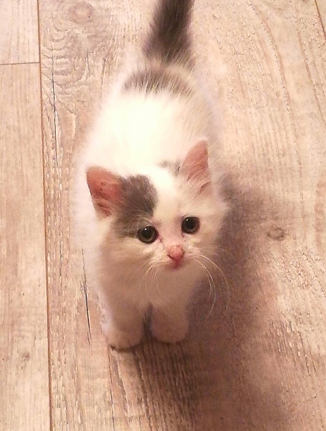 Bibou a rejoint le concours — aidez-le/la à gagner de superbes lots ! carnivore, cat, claw, comfort, domestic_short_haired_cat, fawn, felidae, flooring, fur, hardwood, iris, paw, sitting, small_to_medium_sized_cats, snout, tail, terrestrial_animal, whiskers, wood