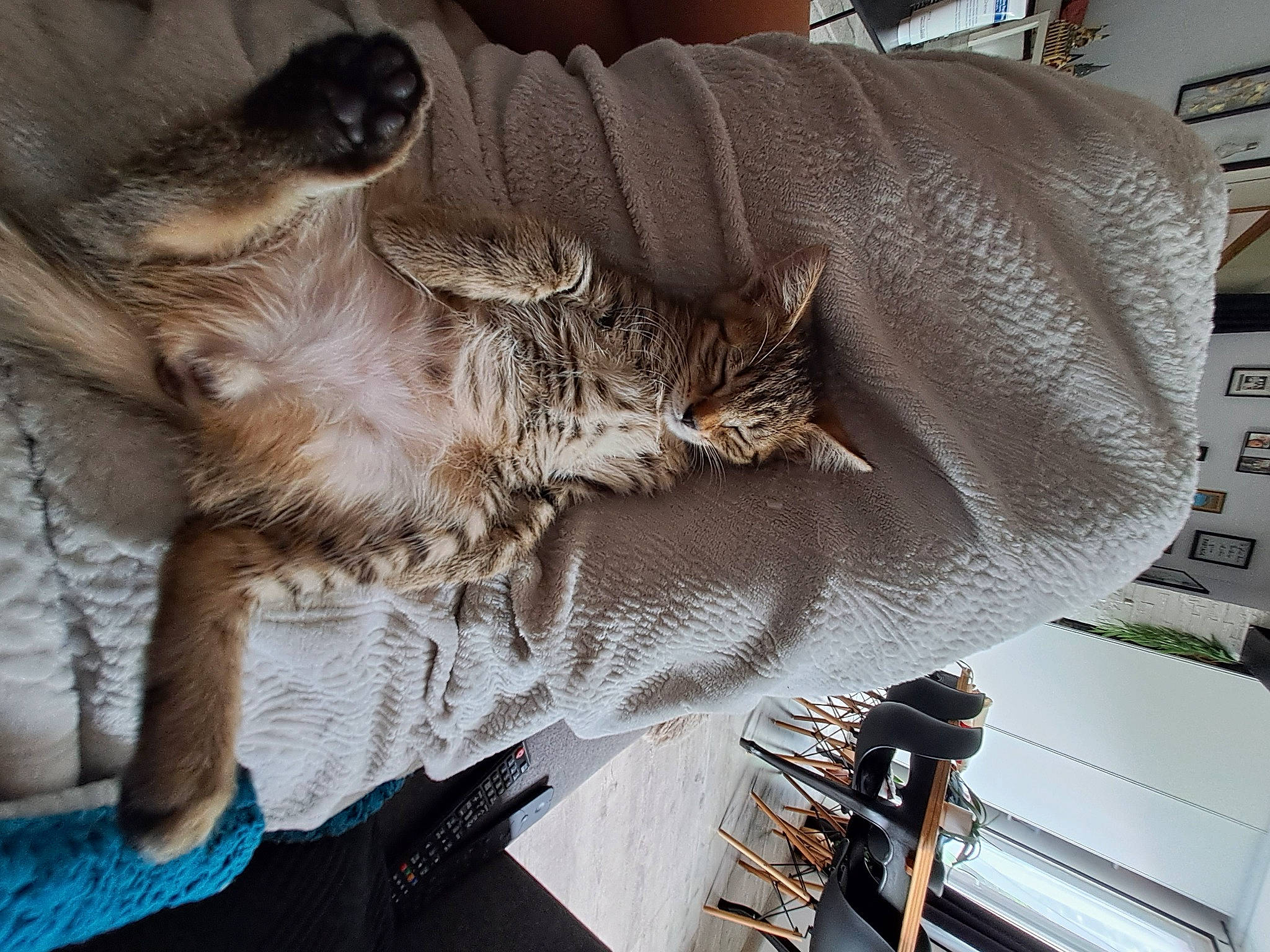 Moon a rejoint le concours — aidez-le/la à gagner de superbes lots ! carnivore, cat, claw, comfort, domestic_short_haired_cat, felidae, fur, grey, mammal, nap, paw, plant, sleep, small_to_medium_sized_cats, tail, terrestrial_animal, vehicle, vertebrate, whiskers, wood