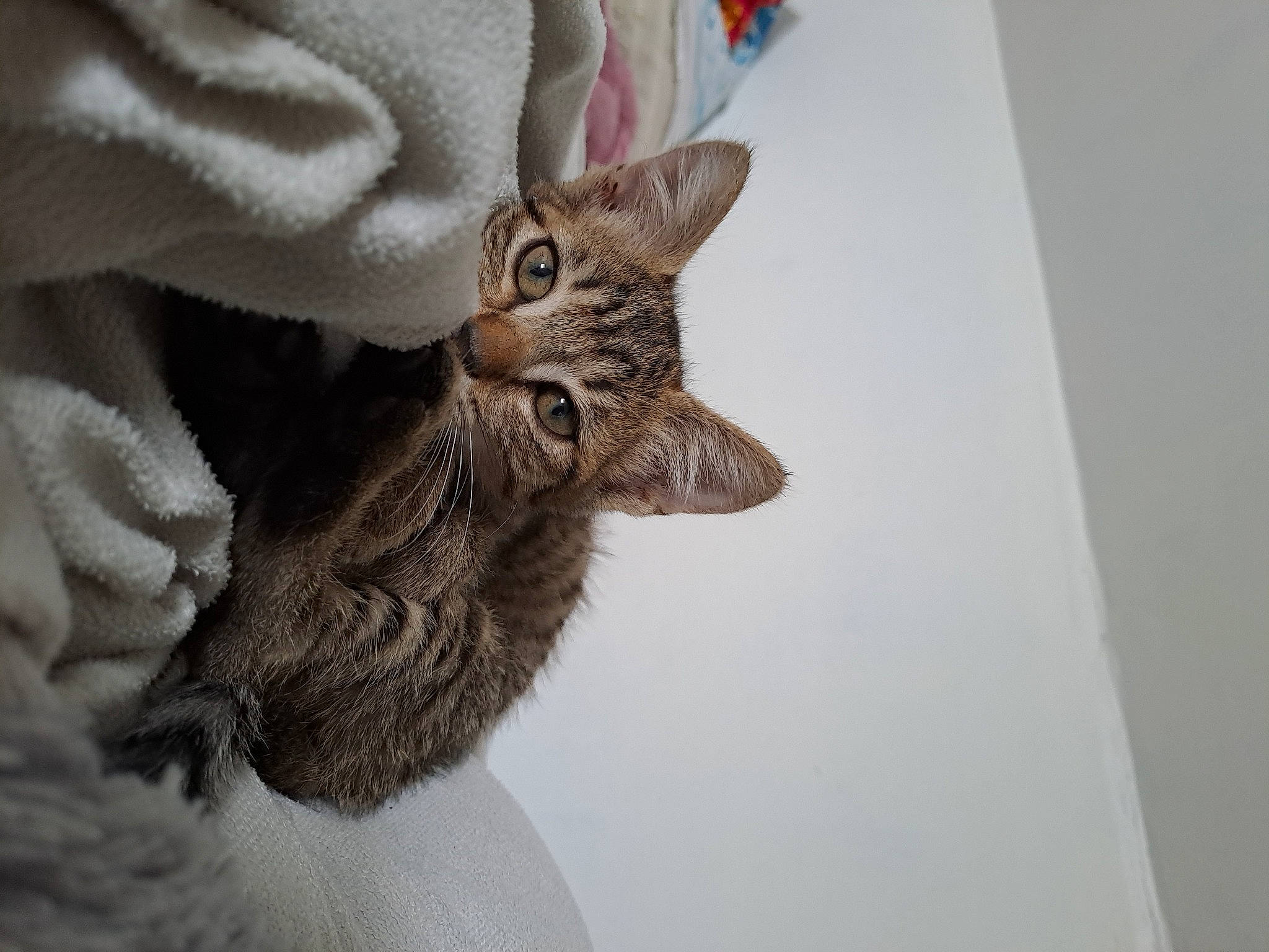 Moon a rejoint le concours — aidez-le/la à gagner de superbes lots ! carnivore, cat, claw, comfort, domestic_short_haired_cat, ear, felidae, fur, gesture, grey, paw, small_to_medium_sized_cats, tail, whiskers