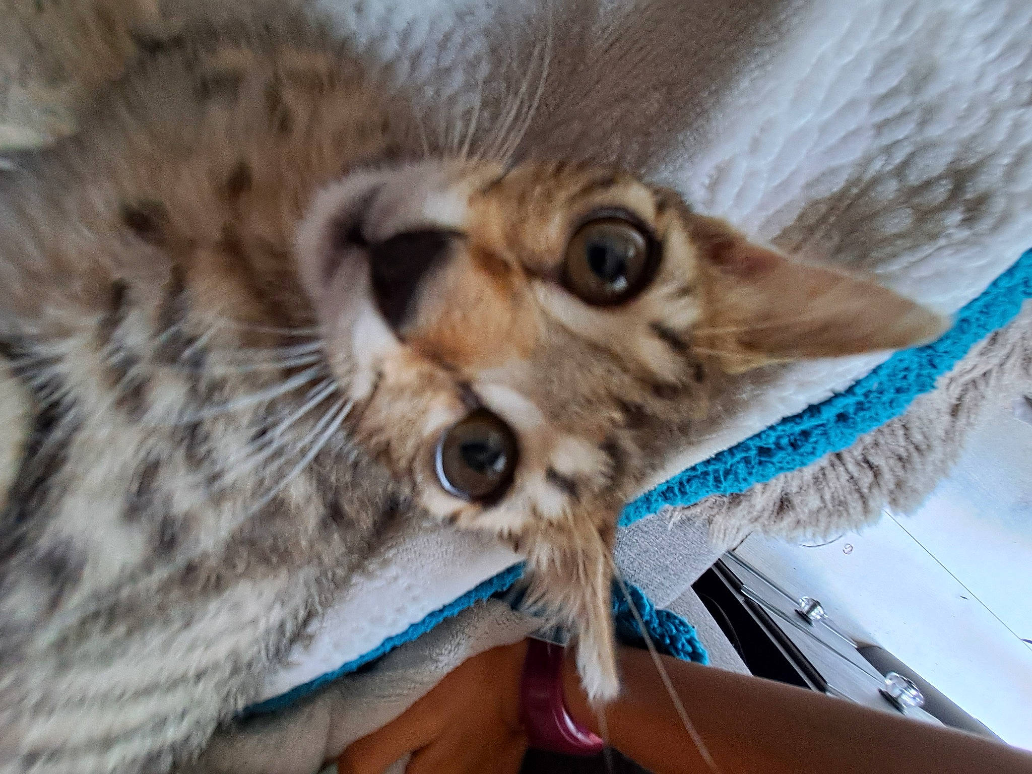 Moon a rejoint le concours — aidez-le/la à gagner de superbes lots ! big_cats, carnivore, cat, cheetah, claw, domestic_short_haired_cat, electric_blue, fawn, felidae, fur, leopard, small_to_medium_sized_cats, snout, snow_leopard, terrestrial_animal, whiskers, wildlife