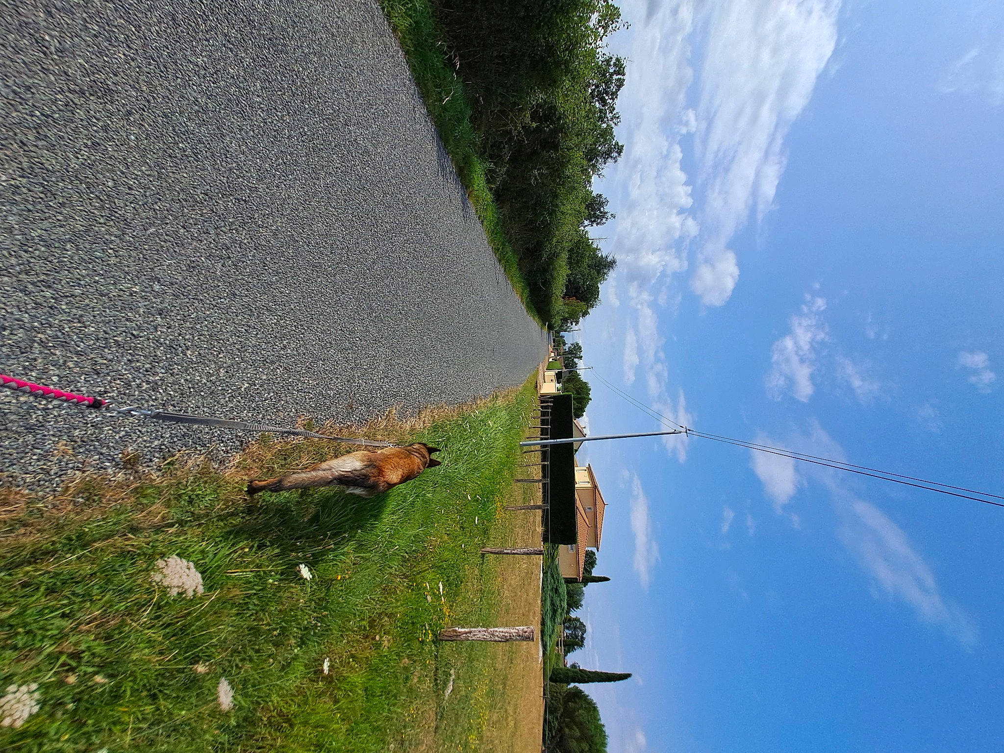 Scooby a rejoint le concours — aidez-le/la à gagner de superbes lots ! asphalt, cloud, cumulus, electricity, grass, groundcover, landscape, line, plant, pole, public_utility, road, road_surface, sidewalk, sky, slope, street_light, tree, water, wood
