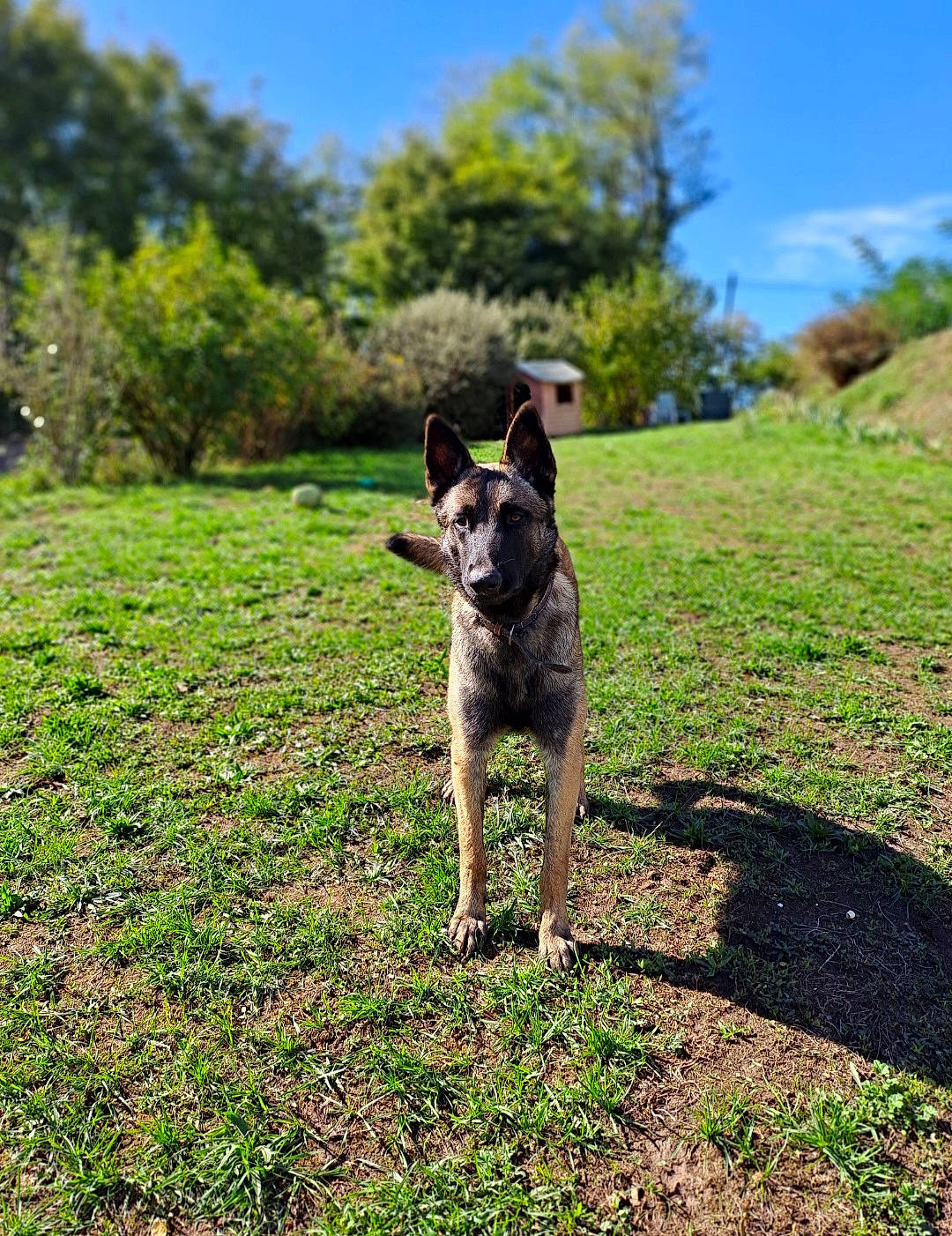 Scooby a rejoint le concours — aidez-le/la à gagner de superbes lots ! australian_cattle_dog, carnivore, cloud, collar, companion_dog, dog, dog_breed, fawn, grass, grassland, herding_dog, landscape, plant, sky, snout, soil, sporting_group, tail, tree, working_animal