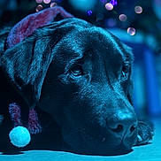 Rasta participe au concours pour gagner de l'argent avec cette photo : dog, black_dog, santa_hat, holiday, christmas, bokeh, lights, festive, indoor, portrait, animal, pet, canine, fur, closeup, floor, relaxed, cute, winter, blue_light