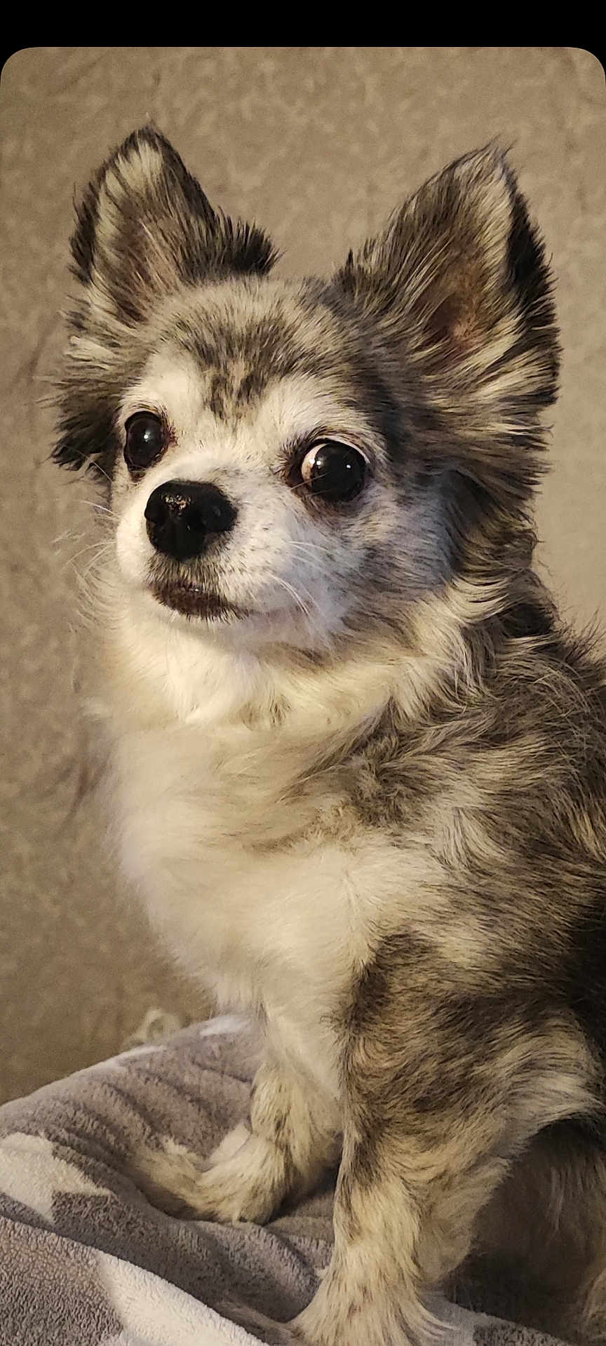 Jelly -Belly participe au concours pour gagner de l'argent avec cette photo : dog, small_dog, fluffy_fur, pet, indoor, animal, cute, sitting, portrait, furry, ears, face, nose, whiskers, eyes, companion, domestic_animal, cozy, blanket, relaxed