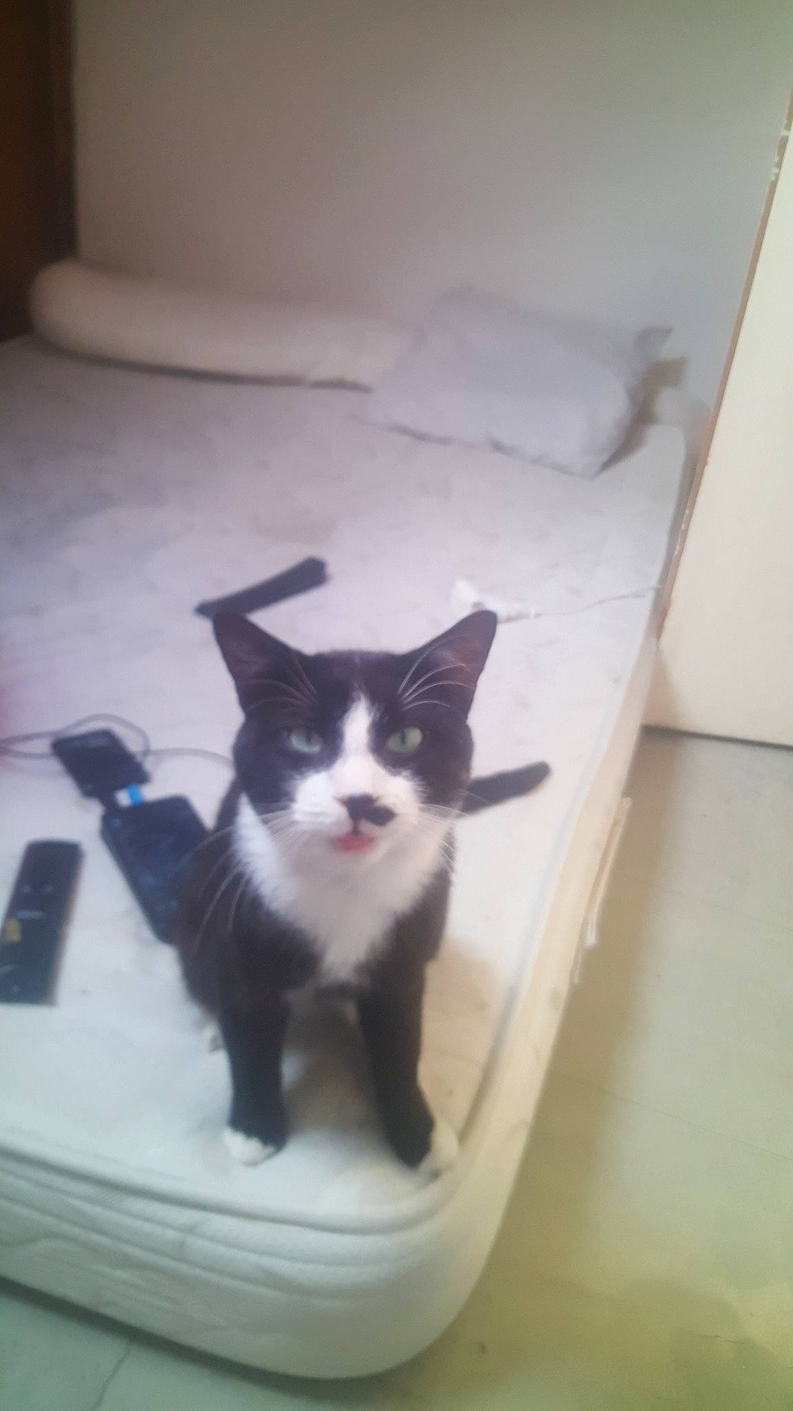 Balou participe au concours pour gagner de l'argent avec cette photo : black_cat, box, canidae, carnivore, cat, comfort, domestic_short_haired_cat, felidae, flooring, fur, hardwood, linens, paw, plant, room, small_to_medium_sized_cats, snout, tail, whiskers, wood