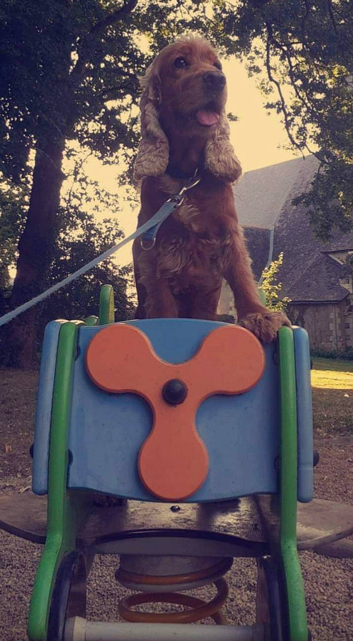 Guimauve a rejoint le concours — aidez-le/la à gagner de superbes lots ! art, chute, city, fun, grass, leisure, light, musical_instrument, outdoor_play_equipment, playground, playground_slide, recreation, sitting, swing, tints_and_shades, tree, trunk, visual_arts, wood, yellow