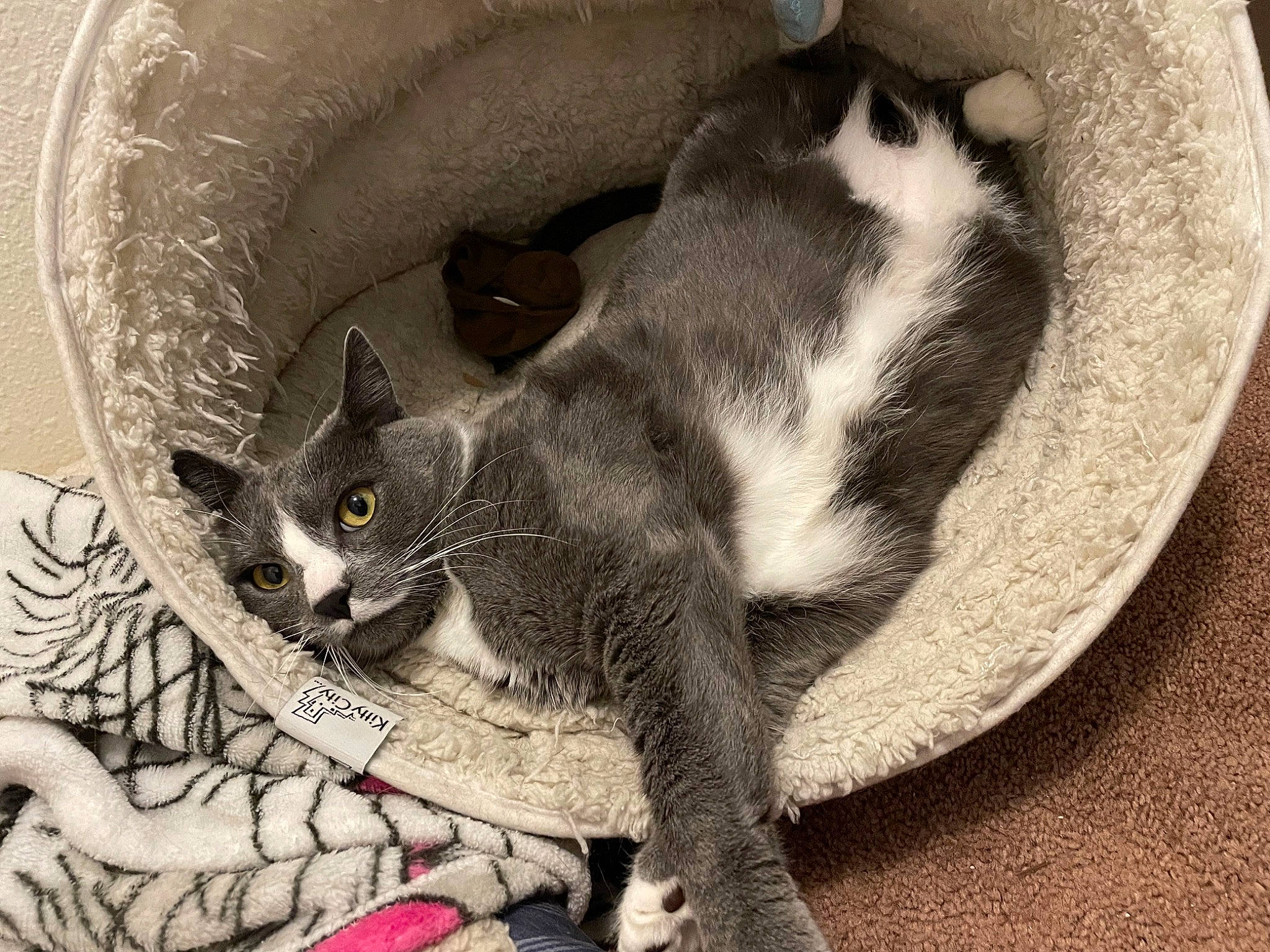 Lola is registered to the contest to win money with this photo: art, carnivore, cat, cat_supply, claw, comfort, domestic_short_haired_cat, eye, felidae, fur, grey, monochrome, paw, plant, small_to_medium_sized_cats, snout, tail, terrestrial_animal, visual_arts, whiskers