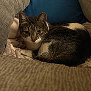 Milo is registered to the contest to win money with this photo: animal, blanket, cat, closeup, comfort, cozy, cushion, ears, face, feline, fur, home, indoor, looking, pet, relaxed, resting, soft, tabby, whiskers