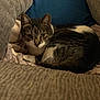 animal, blanket, cat, closeup, comfort, cozy, cushion, ears, face, feline, fur, home, indoor, looking, pet, relaxed, resting, soft, tabby, whiskers