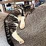 Milo joined the competition — help win amazing prizes! cat, chair, couch, cozy, decorations, domestic, feline, furniture, gray, halloween, home, indoor, paw, pet, pumpkin, relaxed, resting, sleeping, tabby, table