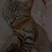Yara a rejoint le concours — aidez-le/la à gagner de superbes lots ! cat, sleeping, tabby, paws, feline, cozy, resting, indoor, blanket, fur, animal, cute, pet, whiskers, relaxed, mammal, closeup, soft, peaceful, nap