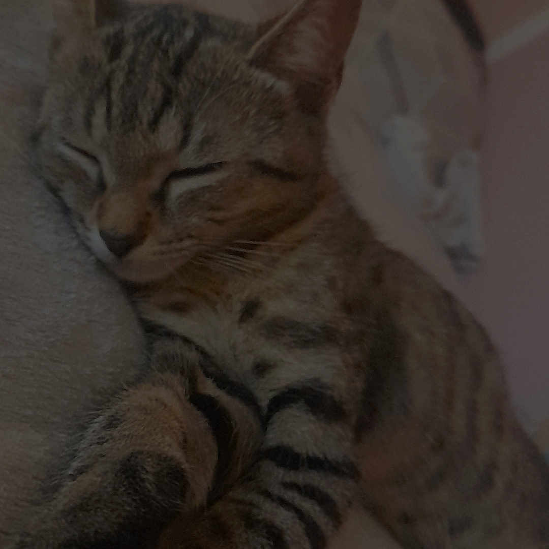 Yara a rejoint le concours — aidez-le/la à gagner de superbes lots ! animal, blanket, cat, closeup, cozy, cute, feline, fur, indoor, mammal, nap, paws, peaceful, pet, relaxed, resting, sleeping, soft, tabby, whiskers