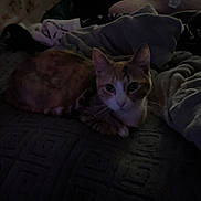 Reeces joined the competition — help win amazing prizes! animal, animal_portrait, bed, blanket, cat, comfort, cozy, cute, domestic, feline, fur, home, indoor, looking, pet, quiet, relaxed, resting, sleepy, soft