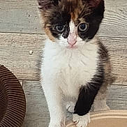 Bulle participe au concours pour gagner de l'argent avec cette photo : cat, kitten, calico, pet, animal, sitting, portrait, front_view, blue_eyes, pink_nose, white_fur, black_fur, orange_fur, whiskers, ears, paws, wooden_floor, indoor, striped_cushion, table