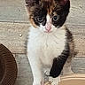 cat, kitten, calico, pet, animal, sitting, portrait, front_view, blue_eyes, pink_nose, white_fur, black_fur, orange_fur, whiskers, ears, paws, wooden_floor, indoor, striped_cushion, table