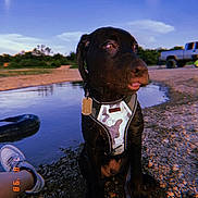 Malcolm is registered to the contest to win money with this photo: dog, black_dog, puppy, harness, water, riverbank, rocks, tire_tube, truck, shoe, outdoor, sky, trees, leash, nature, reflection, person, daytime, landscape, animal