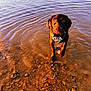 dog, water, outdoor, lake, brown_dog, wet, rocks, shallow_water, harness, curious, animal, pet, nature, sunlight, reflection, canine, playful, summer, river, adventure