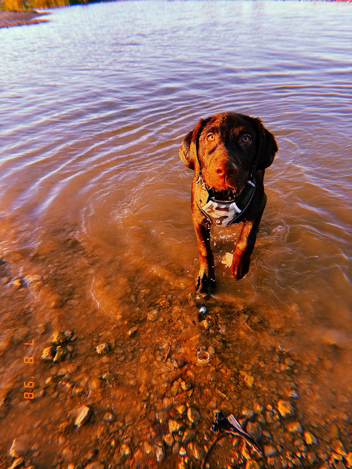 Malcolm joined the competition — help win amazing prizes! dog, water, outdoor, lake, brown_dog, wet, rocks, shallow_water, harness, curious, animal, pet, nature, sunlight, reflection, canine, playful, summer, river, adventure