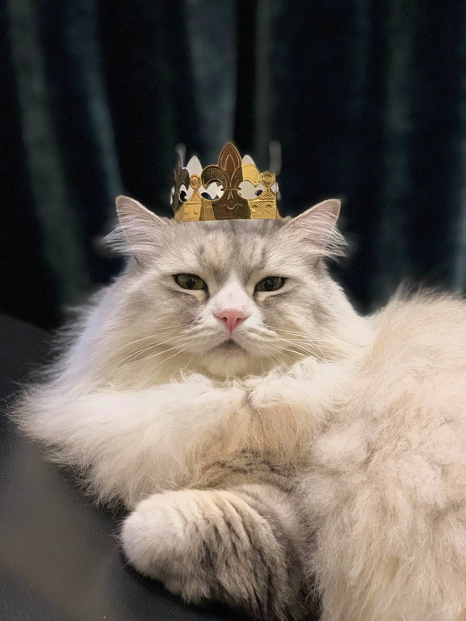 Maki participe au concours pour gagner de l'argent avec cette photo : british_longhair, carnivore, cat, claw, event, eye, fawn, felidae, fur, iris, paw, sitting, small_to_medium_sized_cats, snout, tail, terrestrial_animal, whiskers